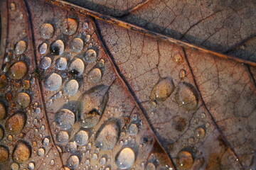 This photo was taken at the Botanic Gardens in the UK at the end of summer, September 2nd 2024 when it wasn't hot nor cold. When the seasons were changing.