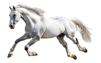 White horse galloping on a transparent background. isolated background.