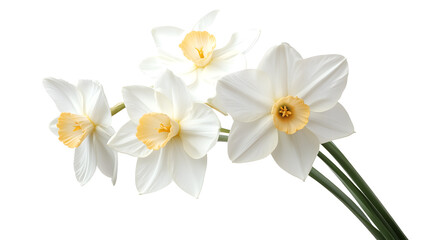 White narcissus flower on a transparent background. isolated background.