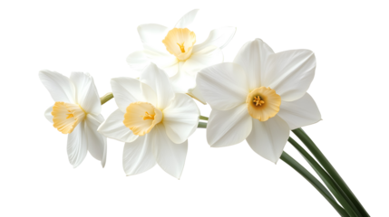 White narcissus flower on a transparent background. isolated background.