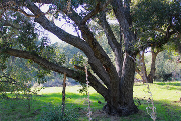 split tree trunk growing in forest