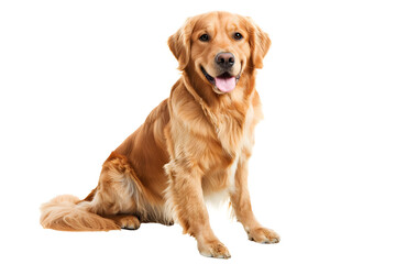 Portrait of a golden retriever dog sitting on a white background