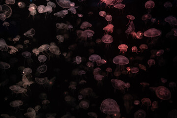 jellyfish at aquarium, dangerous animals