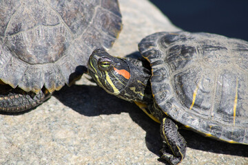 small turtles sitting on rocks near water