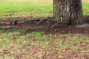 base of tree trunk and roots near fallen red berries