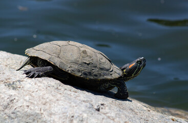 small turtles sitting on rocks near water