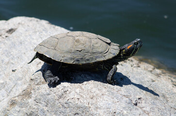small turtles sitting on rocks near water