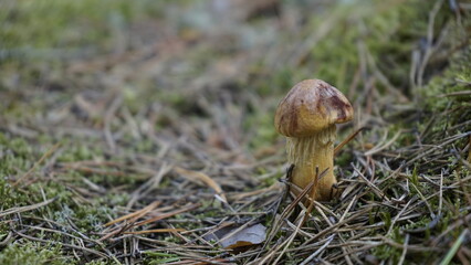 Grzyby w polskim lesie  © Mateusz