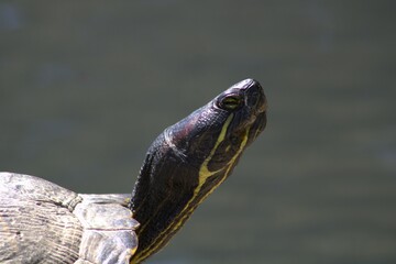 small turtles sitting on rocks near water