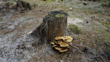 Mushrooms in the forest litter
