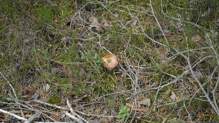 Mushrooms in the forest litter
