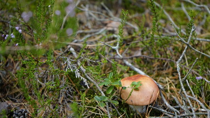 Mushrooms in the forest litter
