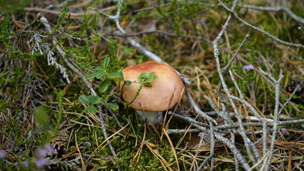 Mushrooms in the forest litter
