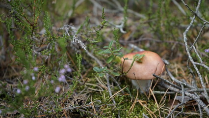 Mushrooms in the forest litter
