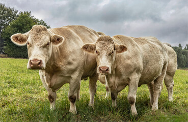 Close up of two cream coloured Charolaise cows
