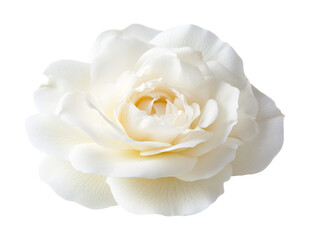 White rose on a white background. isolated background.