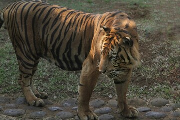 Fototapeta premium A Sumatran tiger is standing looking back
