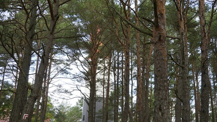 Lighthouse in the forest by the sea