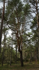 Lighthouse in the forest by the sea