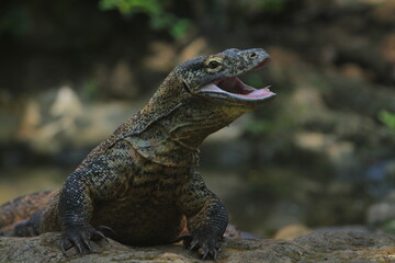 a komodo dragon was crawling on the rocks with its mouth open