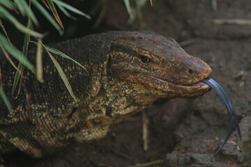 closeup of the face of a Salvator lizard