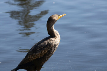 water bird with curved yellow beak