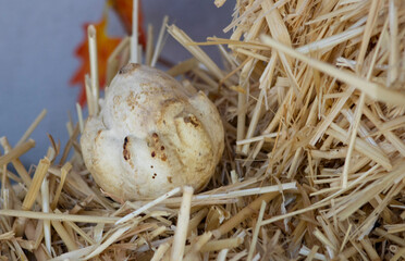 Obraz premium white fall decorations with hay