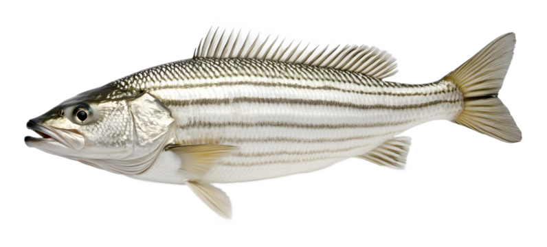 White striped bass fish on a transparent background. isolated background.