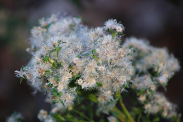 small fuzzy white flowers on bush