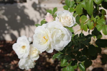 white rose flowers on bush