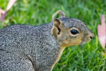 closeup of american squirrel head 