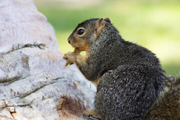 furry brown squirrel eating food