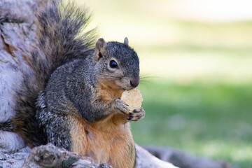 furry brown squirrel eating food