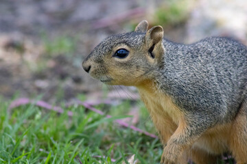 cute woodland squirrel with brown fur