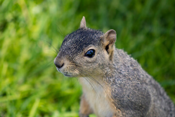 cute woodland squirrel with brown fur