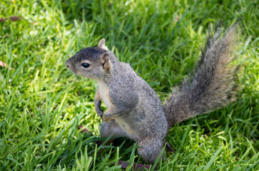 cute woodland squirrel with brown fur