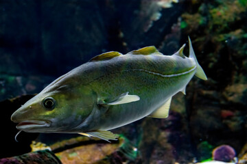 School of cod fish in the Baltic Sea