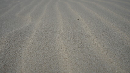 Moving dunes by the sea in Poland
