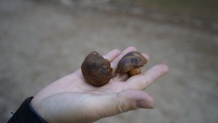 Edible mushrooms on the hand of a woman
