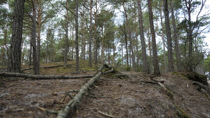 Przyroda w Polskim lesie nad Morzem Bałtyckim