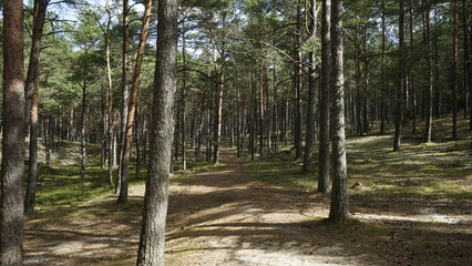 Przyroda w Polskim lesie nad Morzem Bałtyckim © Mateusz