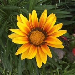 “Close-Up of a White Daisy – Delicate Beauty in Nature”