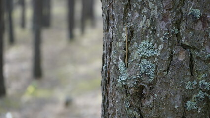 Przyroda w Polskim lesie nad Morzem Bałtyckim