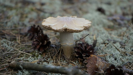 Mushrooms in the forest litter