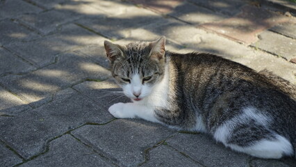 Obraz premium A resting cat lying down on paving stones