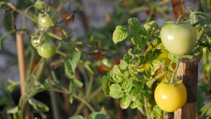 Cherry tomatoes on a bush in the garden