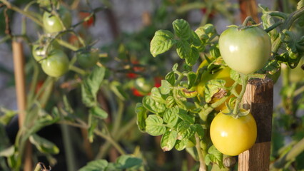 Cherry tomatoes on a bush in the garden