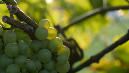 An enchanting sight in the garden: clusters of ripe grapes hanging gracefully on a branch,...