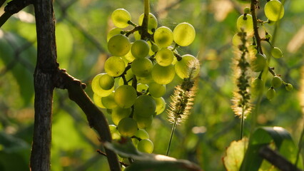 An enchanting sight in the garden: clusters of ripe grapes hanging gracefully on a branch,...