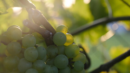 An enchanting sight in the garden: clusters of ripe grapes hanging gracefully on a branch,...